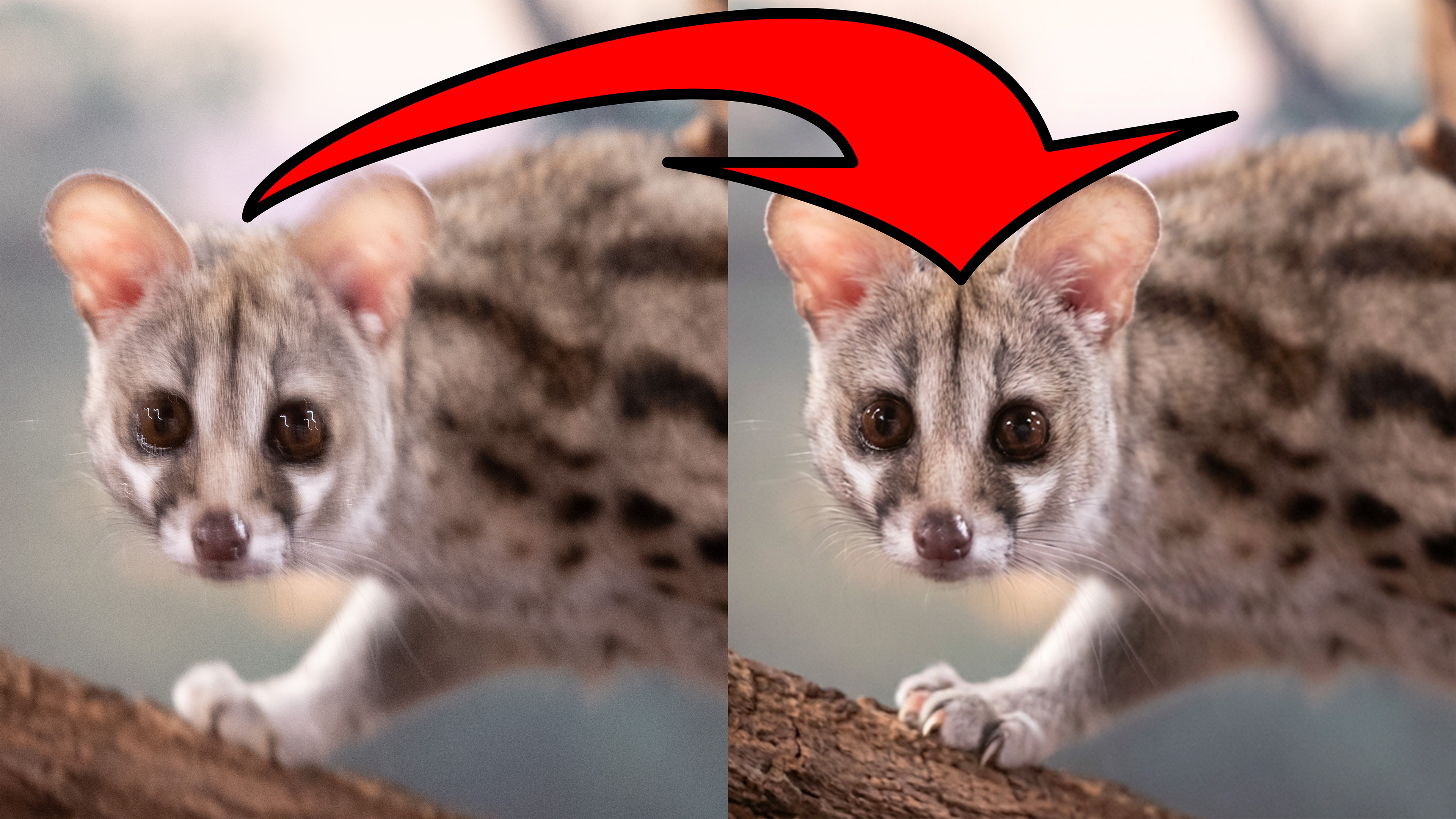 Can Generative AI in Photoshop Sharpen a Blurry Photo?